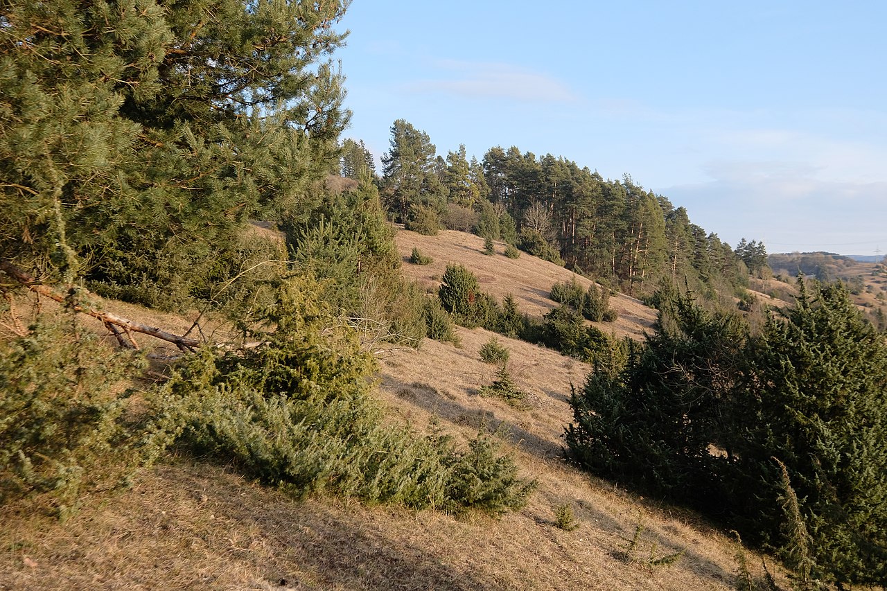 Wacholderheiden auf der Mühlhausener Halde GPS Wanderatlas