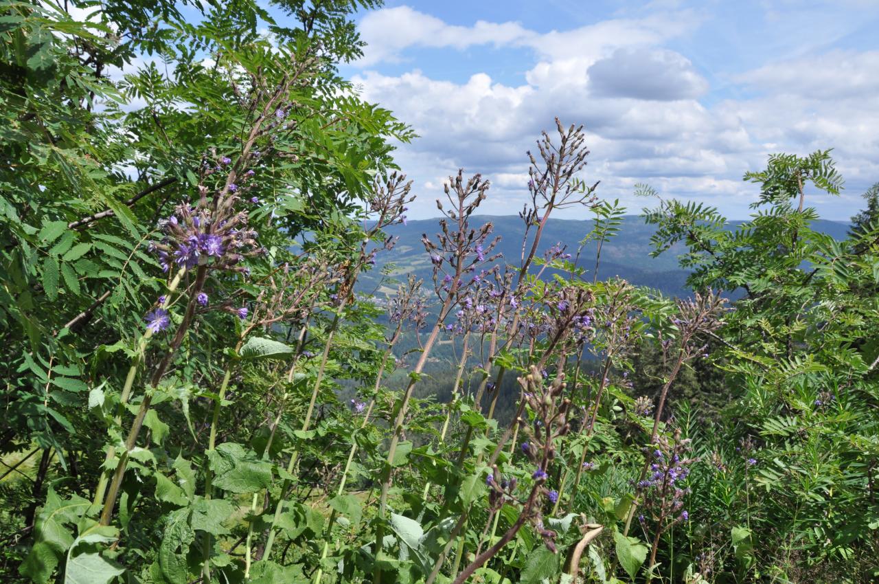 Landkreis Cham | GPS Wanderatlas