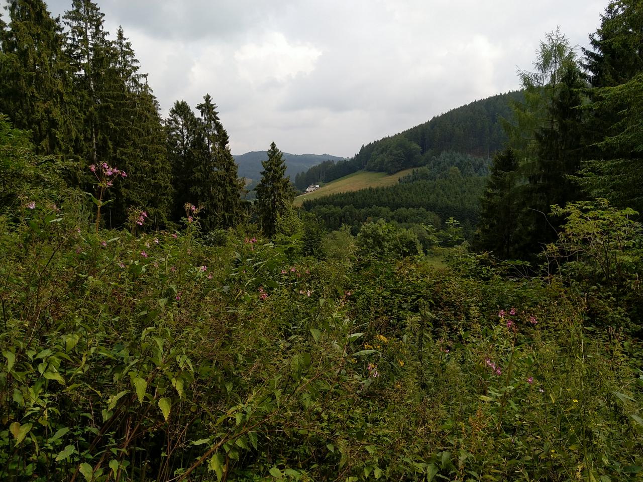Rundwanderung WenholthausenEsloheSallinghausen im Naturpark Sauerland