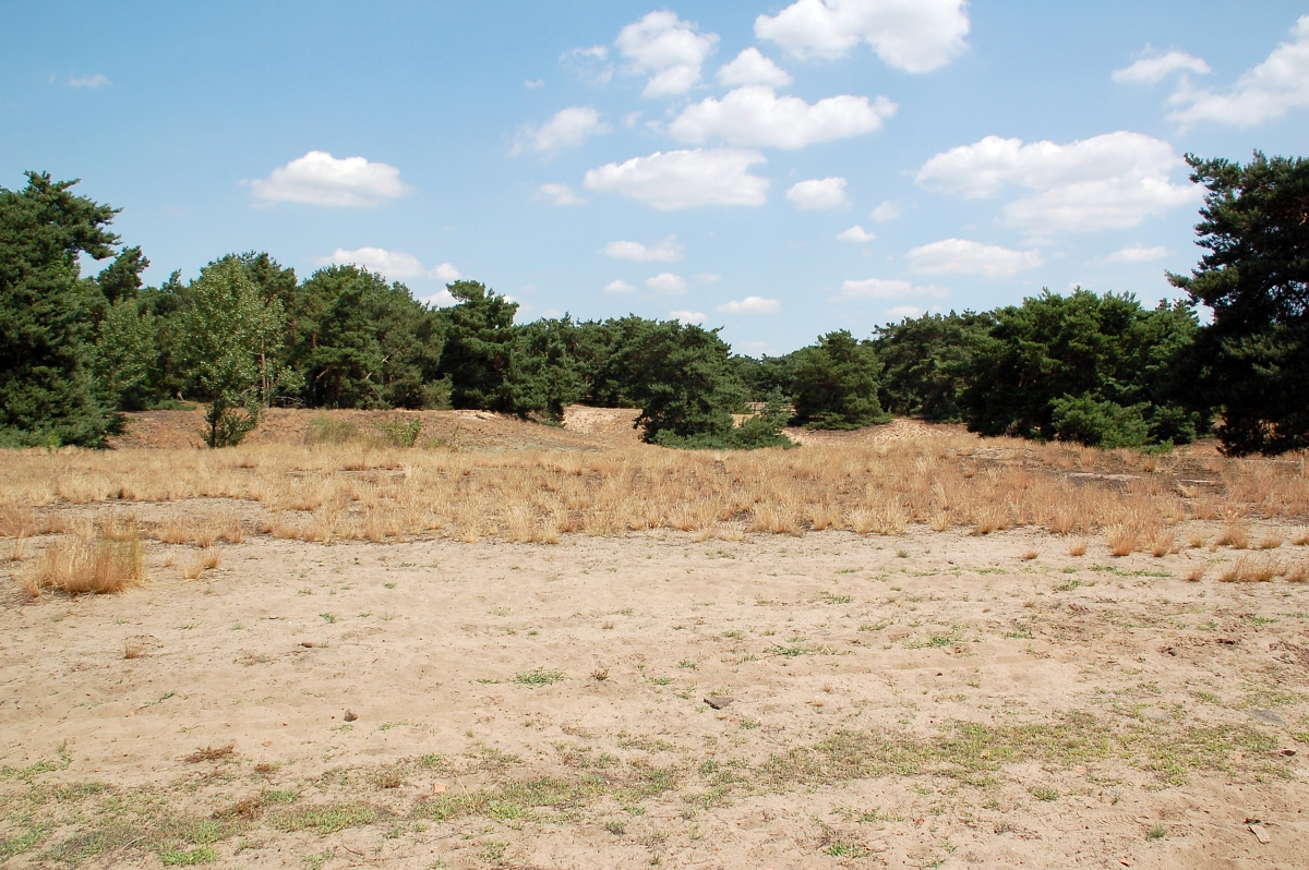 Schwanheimer Düne und Schwanheimer Wald (Rundwanderung) | GPS Wanderatlas