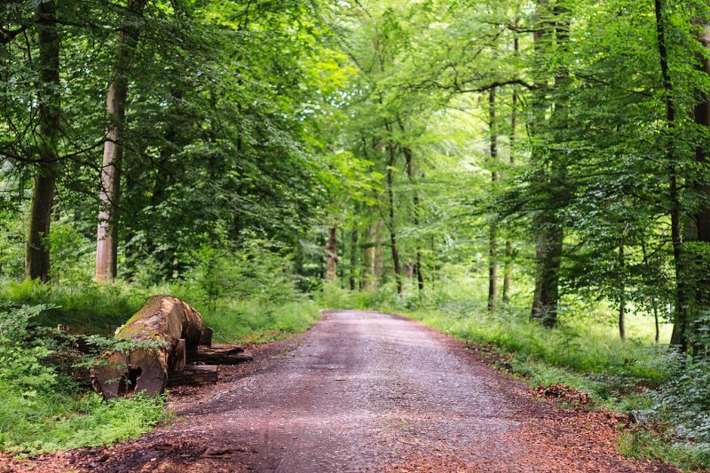 Rundwanderung in den Luerwald (Menden) GPS Wanderatlas