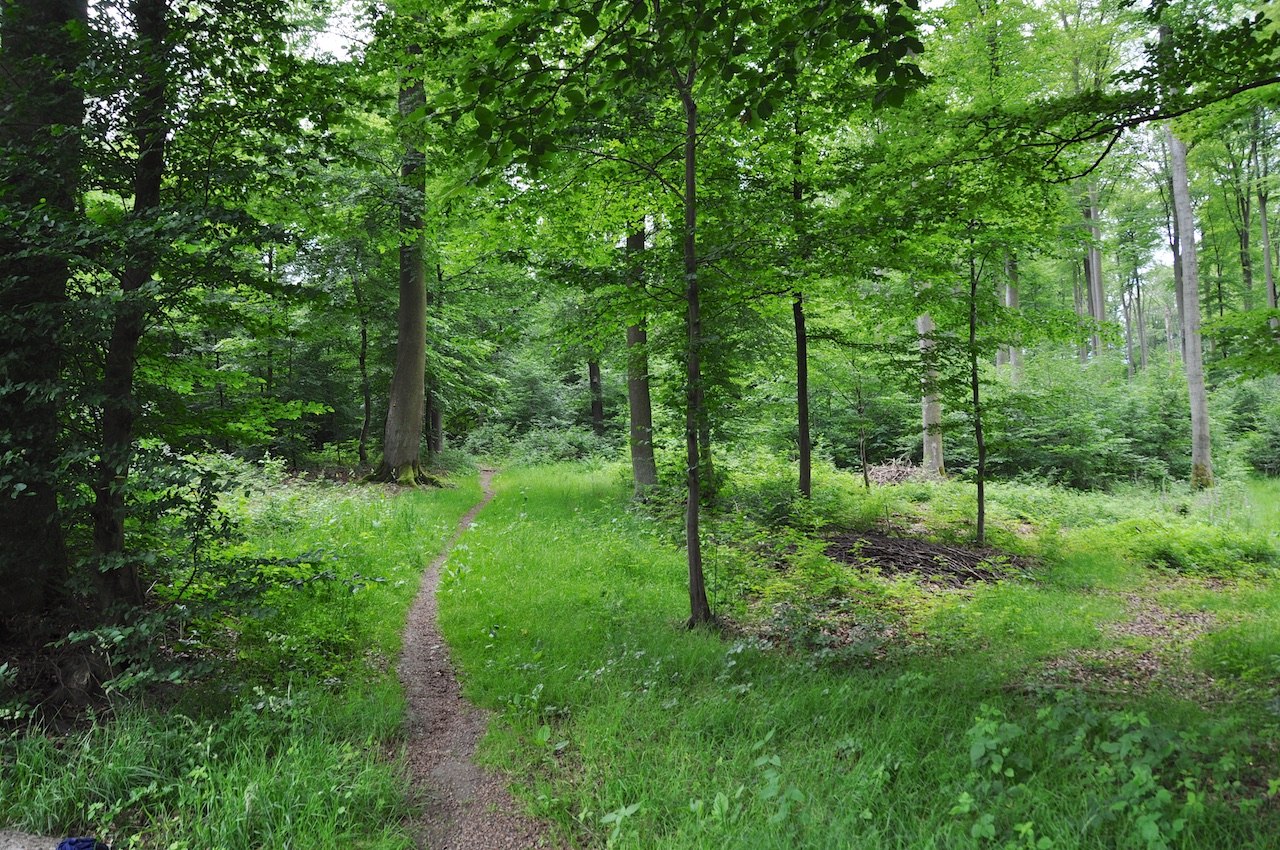 Rundwanderung von Eslohe ins Naturschutzgebiet Reinscheid (Sauerland