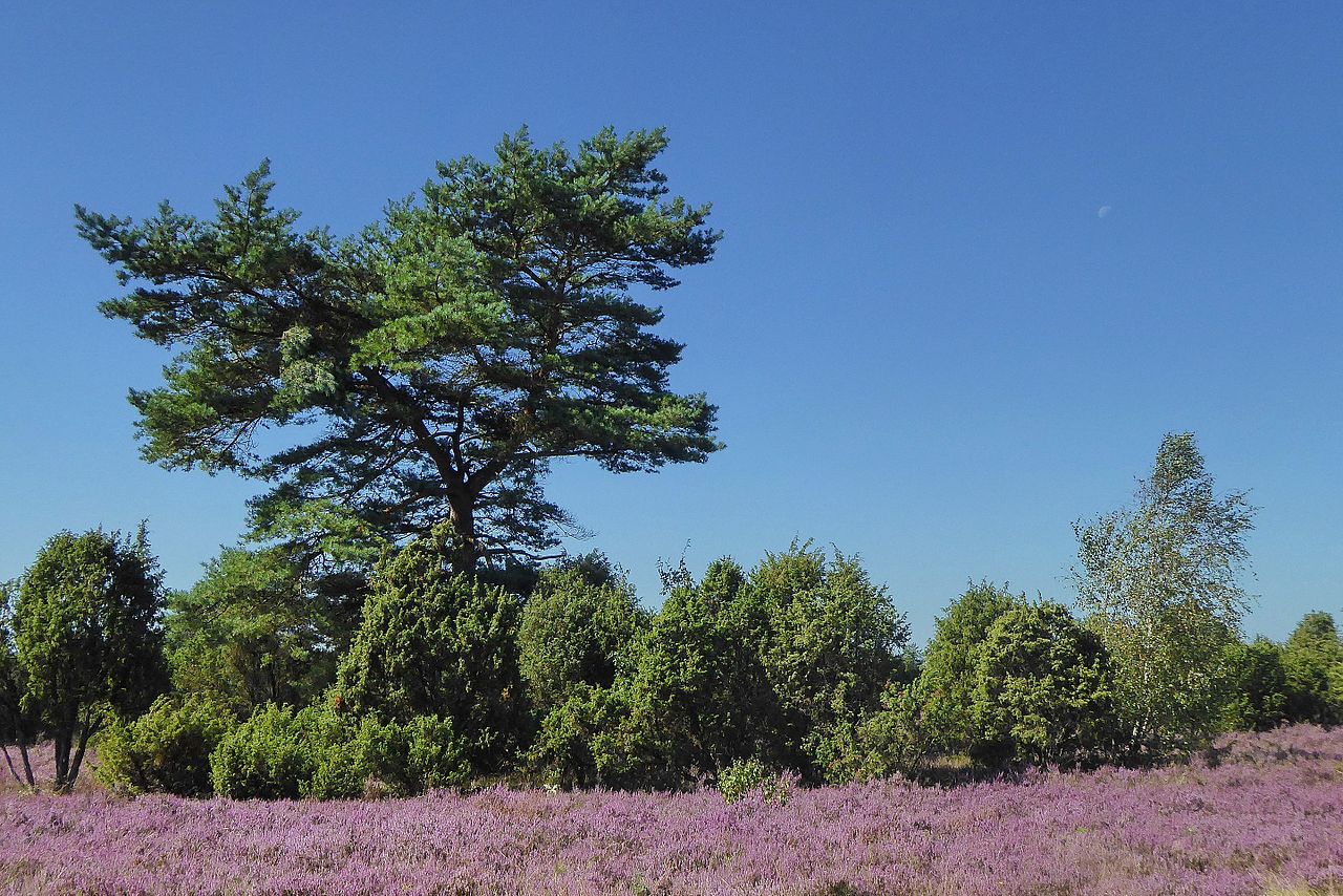 Wacholderwald in der Teufelsheide am Faßberg GPS Wanderatlas