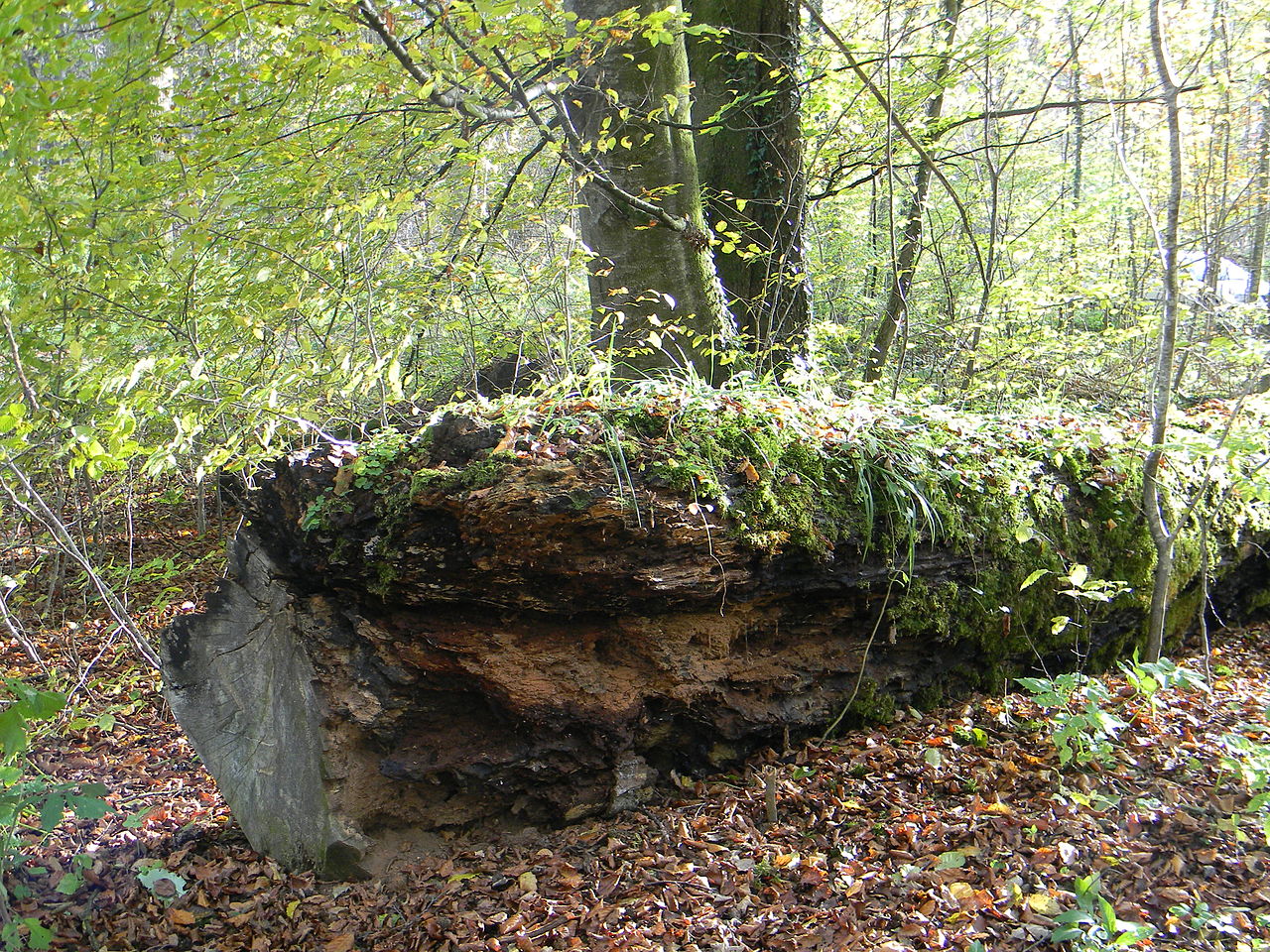 Zwei Lechstaustufen, das Westerholz und die Hurlacher Heide GPS
