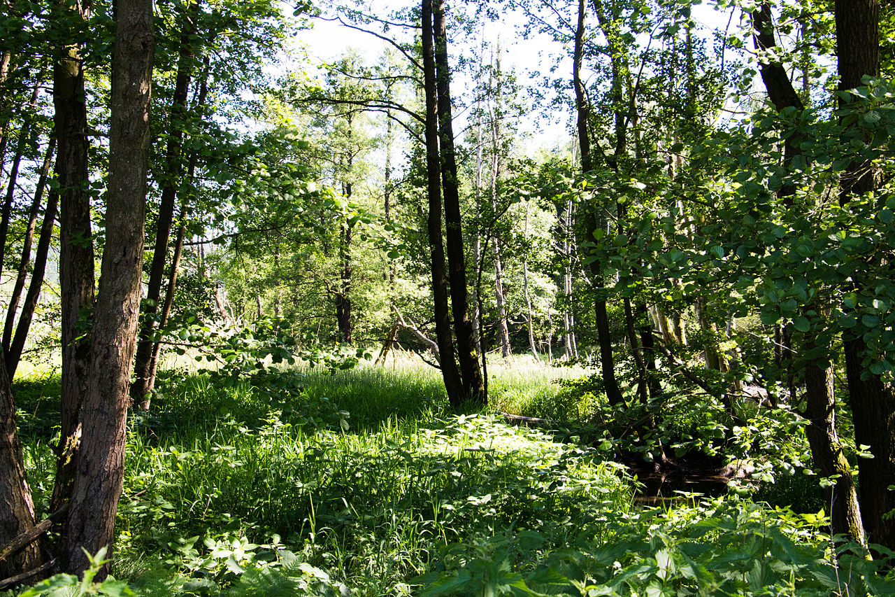 Rundtour über den Dachsriegel ins Ponnholzbachtal GPS Wanderatlas