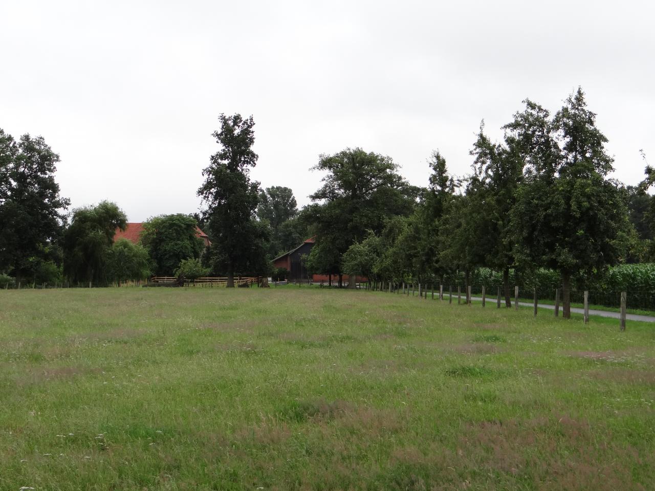  Foto zu Dülmener Wildpferde mit Bachdurchwatung 