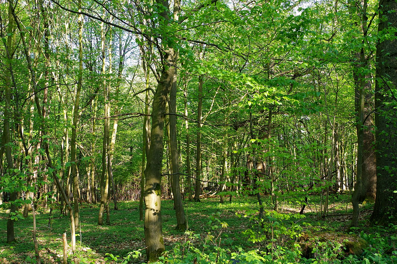 Rundtour durch den Hildesheimer Wald GPS Wanderatlas