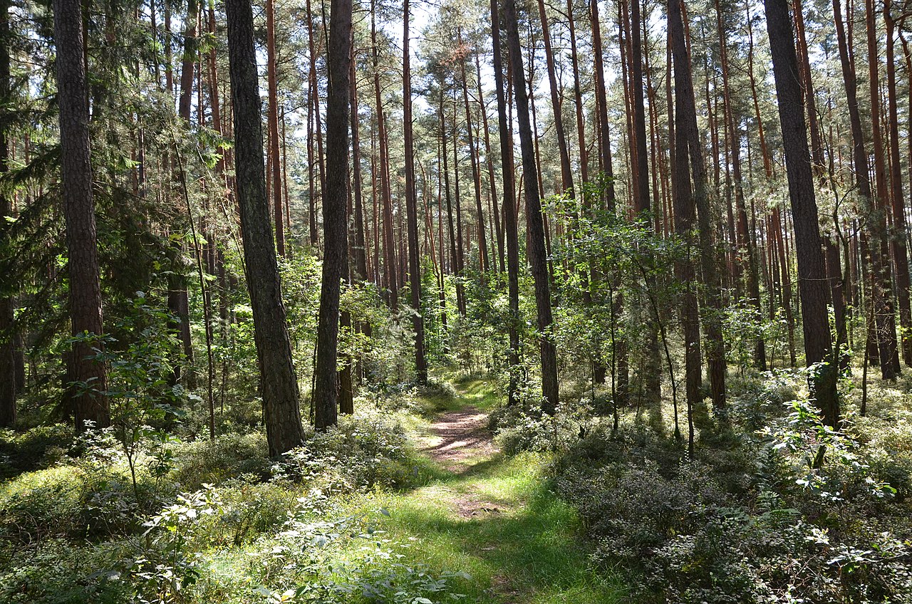 Wildmeistersteig (durch den Nürnberger Reichswald) | GPS Wanderatlas