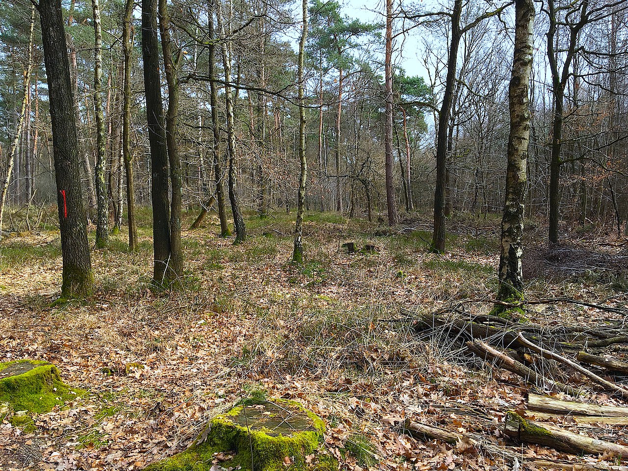 Hardter Wald Mönchengladbach