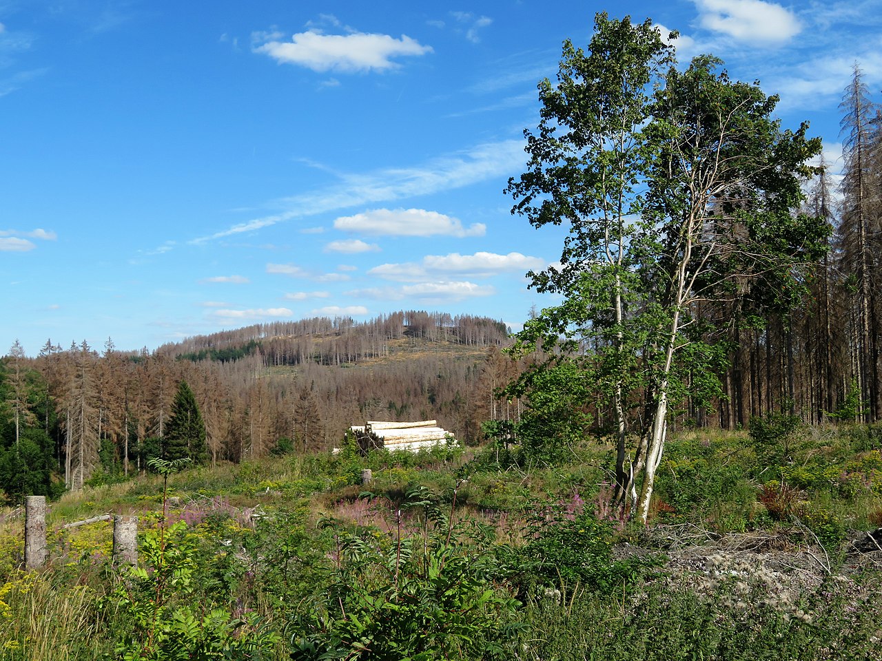 Rundtour zum Neuen Teich im Steinbachtal GPS Wanderatlas